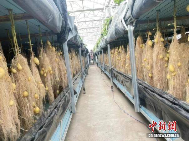 “中国薯都”核心区探秘：科技赋能“芯”动力