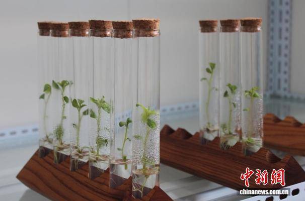 “中国薯都”核心区探秘：科技赋能“芯”动力